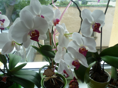 Majestátní krása...