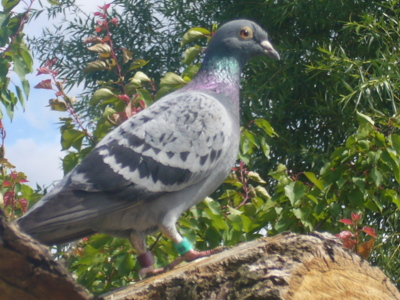 Rakouský ,,pošťák",  9 dnů si oddechl a pokračoval.