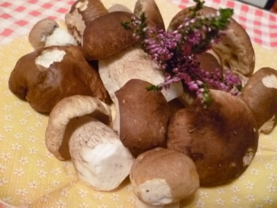 úlovek z 7.8. lesy u Křivoklátu