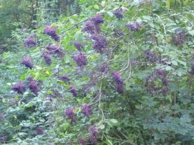 ...a budu dělat likér...