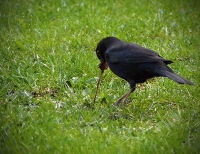 Tahali táhli, až vytáhli.....