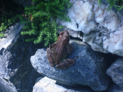 Skokan hnědý - domácí