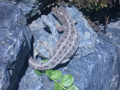 Ještěrka na tarasu