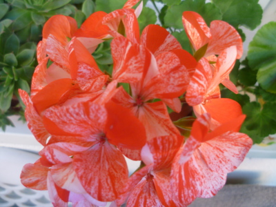 Babiččiny muškáty...