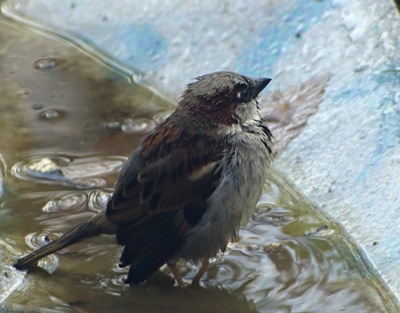 Vrabčák v lázních......