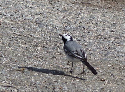 "Chvátám, chvátám, už tam musím být".(Konipas bílý)