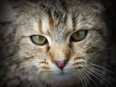 Zvědavý čumáček naší Žužli.....