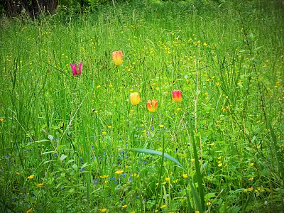 zatúlané tulipánky