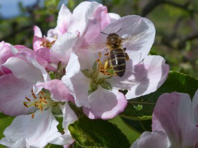 Jablíčka budou....