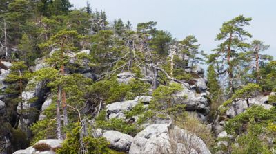 Tomu  říkám"borovicový chaos"......