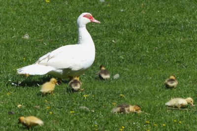 Samá práce to uhlídat ....