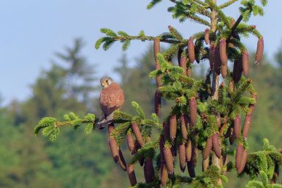 Poštolka vyhlíží kořist...