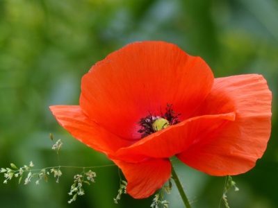 Maková panenka - další kamarádka