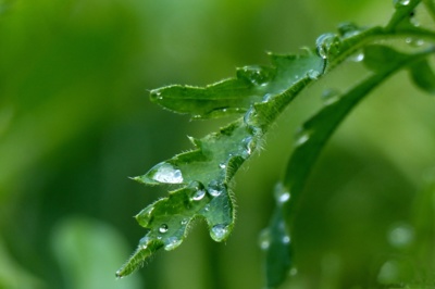 Kapky, kapky, kapičky.....