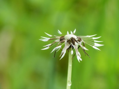 Pláču, protože odkvétám a letím do světa.....