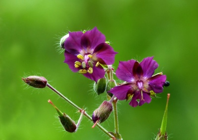 Kakost hnědočervený a brouček....