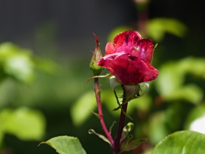 Pro všechny Aničky k dnešnímu svátku....