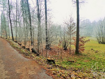 Vyrúbaných 40 stromov na lesnej ceste