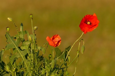 Máky při západu slunce...