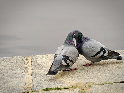 Láska je láska....