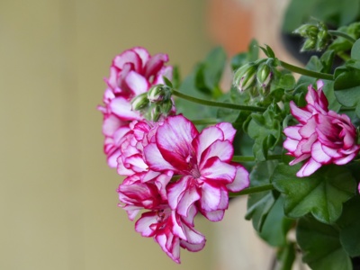 Muškáty naší babičky ...