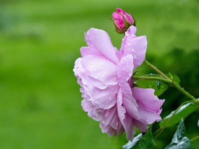 Pravá, voňavá stolistá růže....