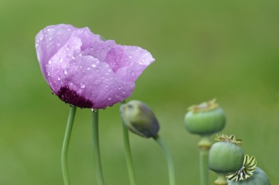 Taky ze mně bude makovička....