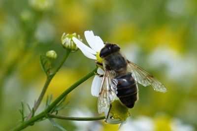 Jsem moc a moc pracovitá...