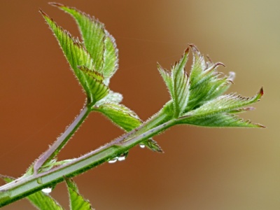 Kapičky na ostružiníku...