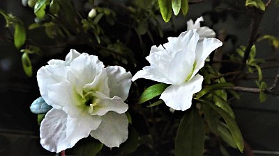 Podívej, vykvetla mi azalka