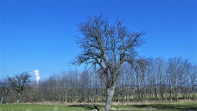 Pokřivený strom nevadí, křivý člověk vadí
