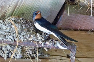 Starostlivá máma....