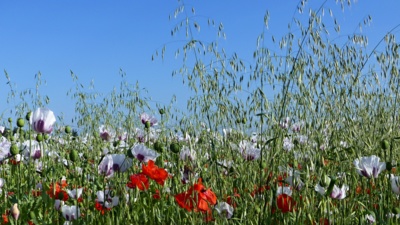 Jedna letní...jen tak pro radost a dobrou náladu...