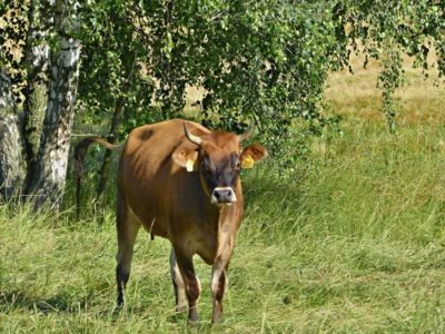 Nazlobený tur domácí.....