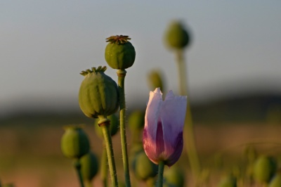 Už poslední máky....(už všechny odkvetly)