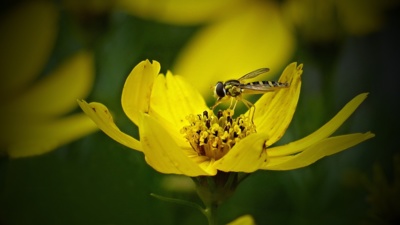 Laděno do žluté....
