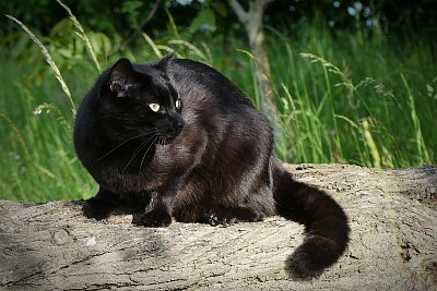 Bertík, něco zpozoroval....*