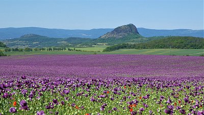 Čas rozkvetlých máků