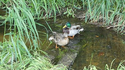 Tam za vodou v rákosí ...