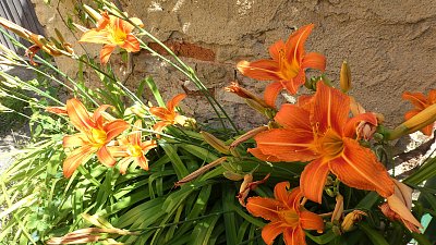 Jsem odolná, vykvetu všude