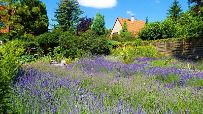Ty jsi má, levandulová