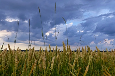 A je po bouřce.. říká si pšenička....