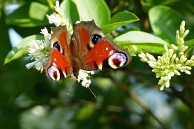 Babočka  paví oko na motýlím stromu..