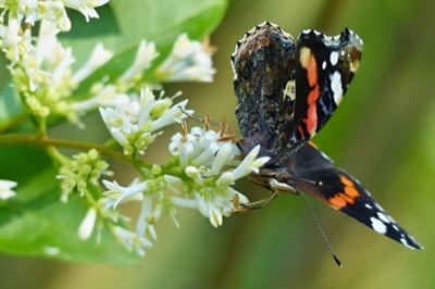Babočka admirál...