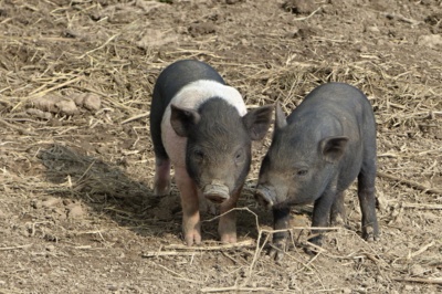 Jsme to ale, dvojka......