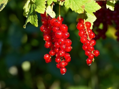 Poslední rybízová...