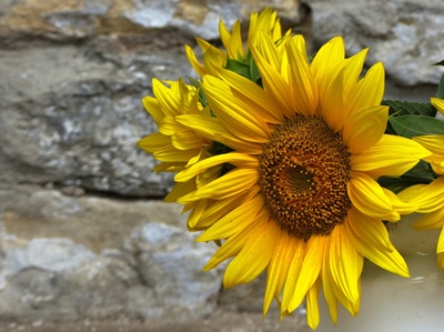 Slunečnice pro dnešní sluníčkový den....