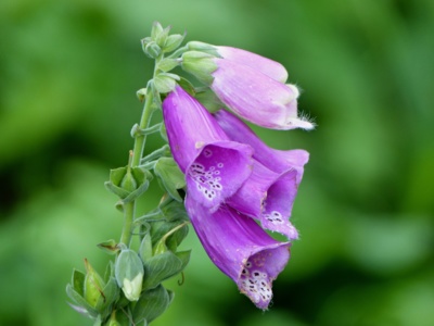 Jedovatý náprsník.....