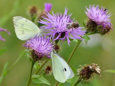 Kytičku si uhlídáme!!!