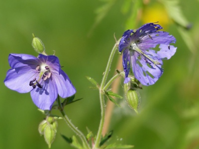 Rozkvetlá a odkvetlá....